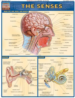 SENSES
